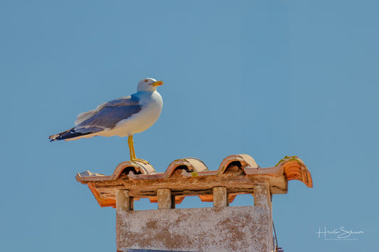 Seagull is perched on a red roof