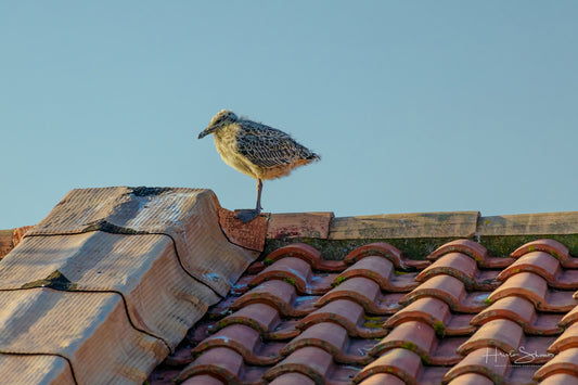 Baby seagull birds are perched on a red roof