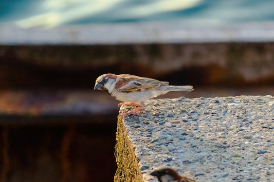 Sparrow on roof
