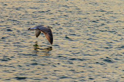 A seagull is flying over the water