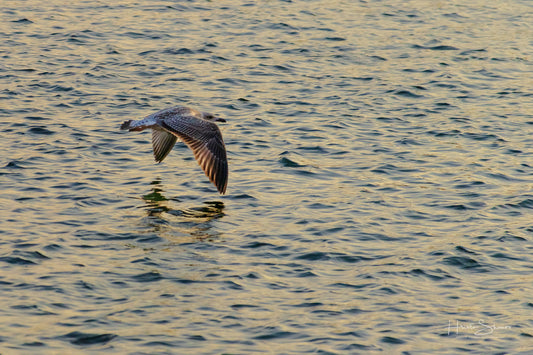 A seagull is flying over the water