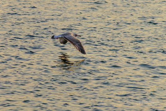 A seagull is flying over the water