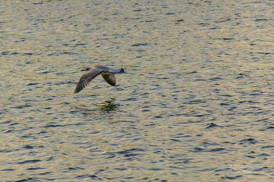 A seagull is flying over the water