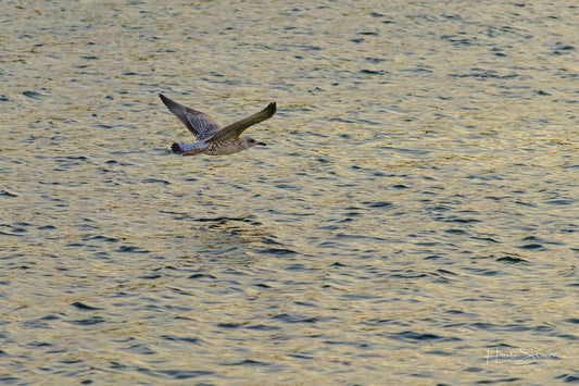 A seagull is flying over the water