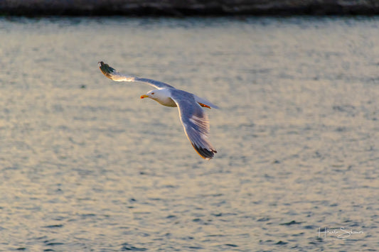 A seagull is flying over the water