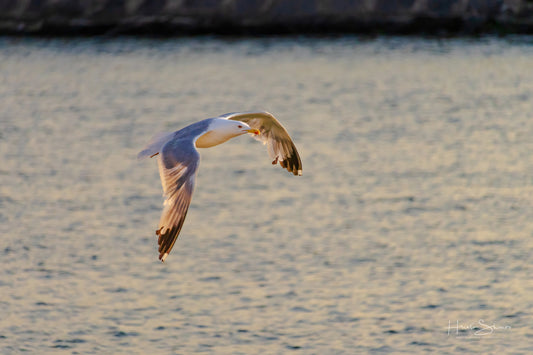 A seagull is flying over the water