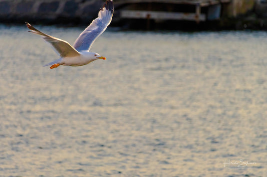 A seagull is flying over the water