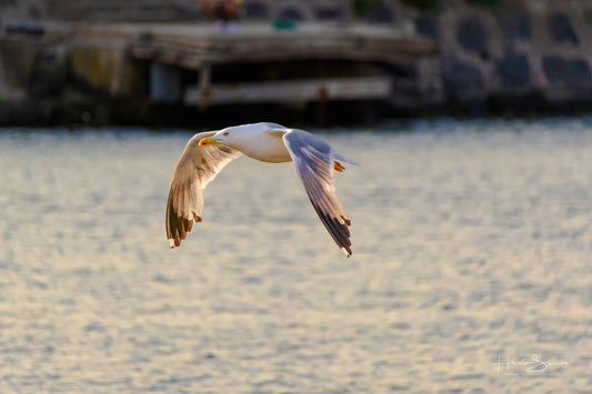 A seagull is flying over the water