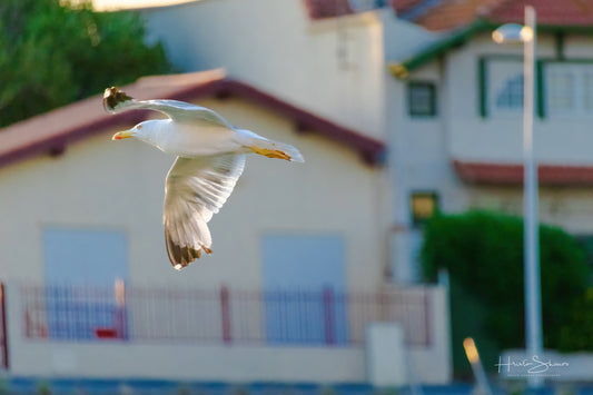 A seagull in flight