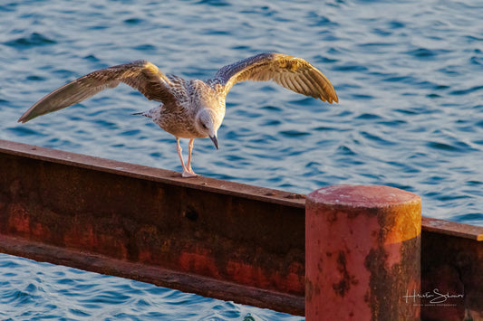 A seagull is standing on a wooden railing by the water