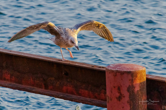 A seagull is standing on a wooden railing by the water