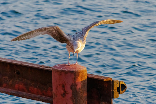 A seagull is standing on a wooden railing by the water