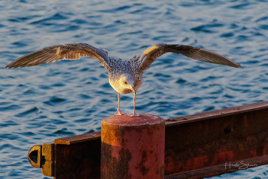 A seagull is standing on a wooden railing by the water
