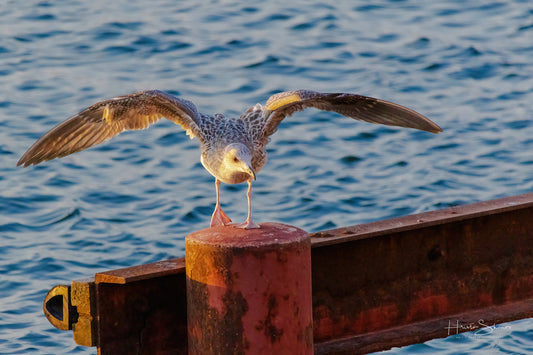 A seagull is standing on a wooden railing by the water