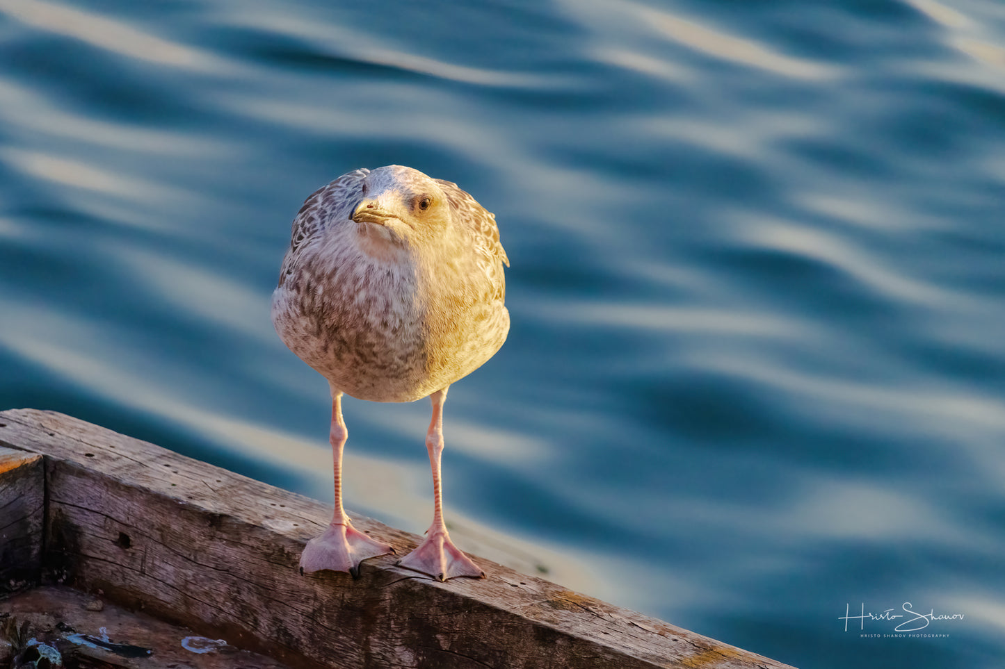 A seagull is standing on a wooden railing by the water