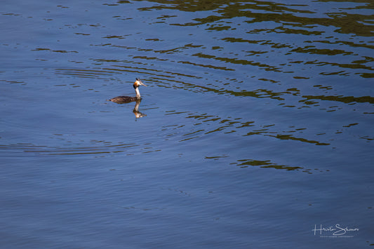 Great crested grebe swimming in river
