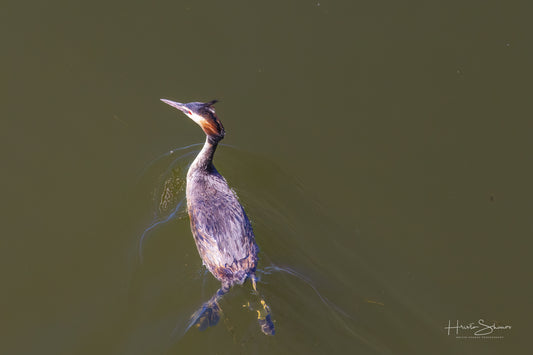 Great crested grebe swimming in river