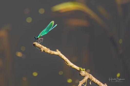 Green Dragonfly