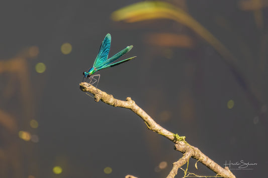 Green Dragonfly
