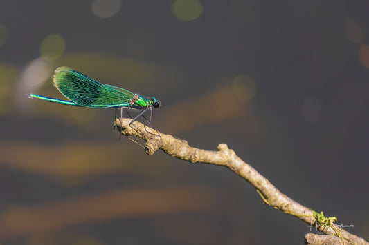 Green Dragonfly