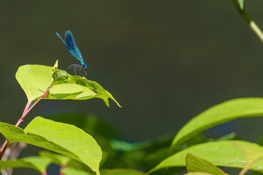 Green Dragonfly