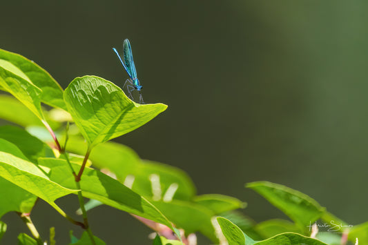 Green Dragonfly