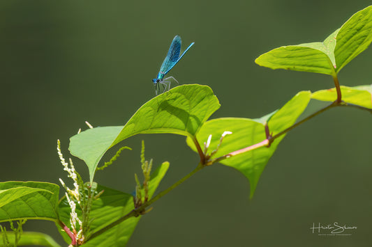 Green Dragonfly