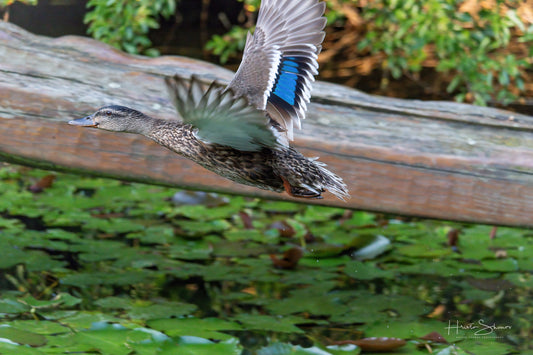 Wild duck