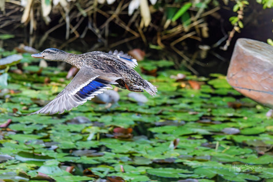 Wild duck