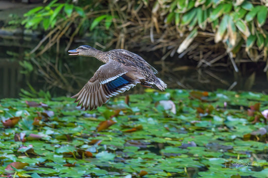 Wild duck frozen in flight