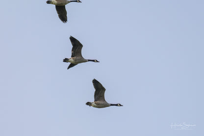Wild gooses in sky