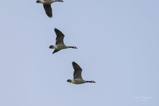 Wild gooses in sky