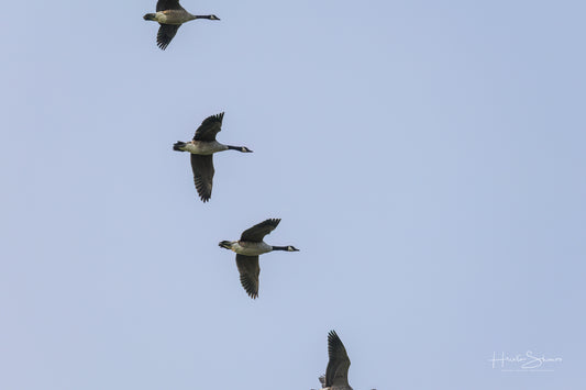 Wild gooses in sky