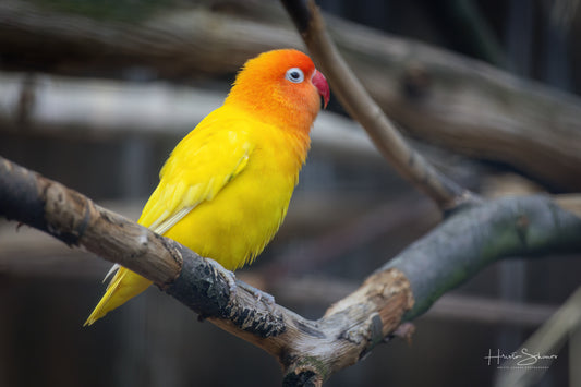 Parrot posing on branch
