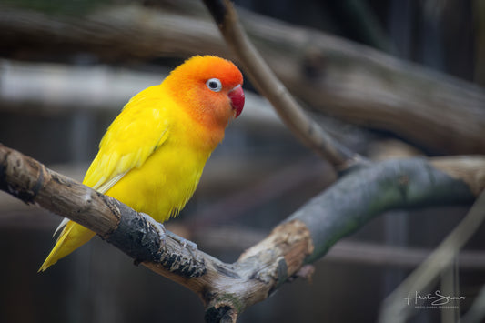 Parrot posing on branch