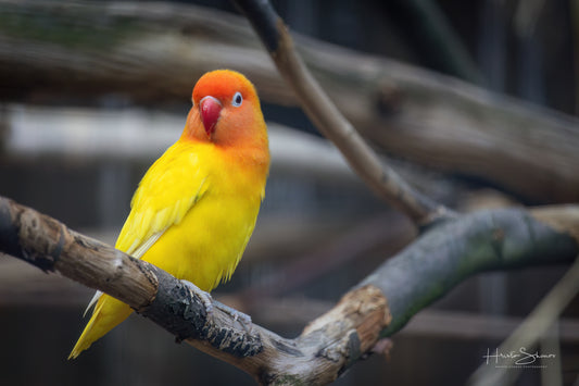 Parrot posing on branch