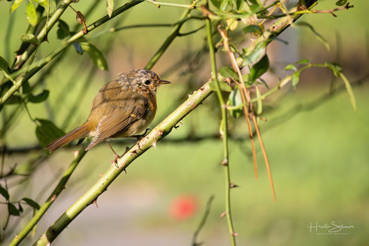 Sparrow on branch