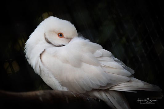 Parrot