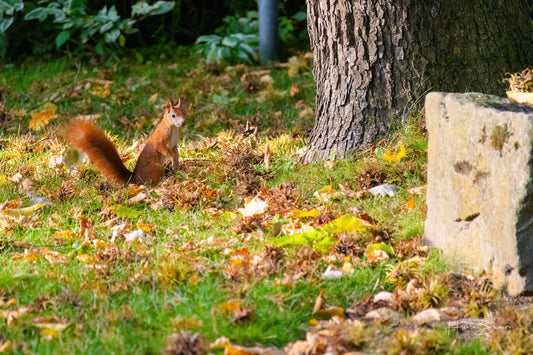 Squirrel in park