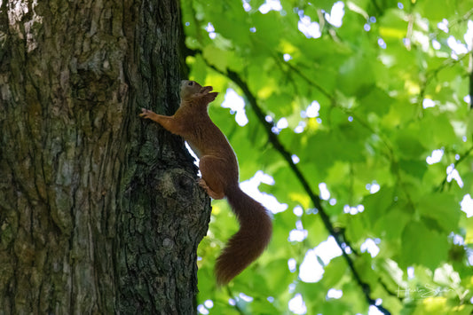 Squirrel in park