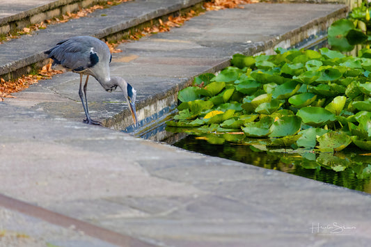 Grey Heron hunting for fish on pond