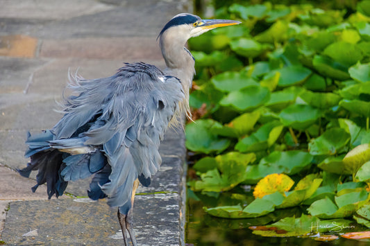Grey Heron hunting for fish on pond