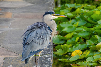 Grey Heron hunting for fish on pond