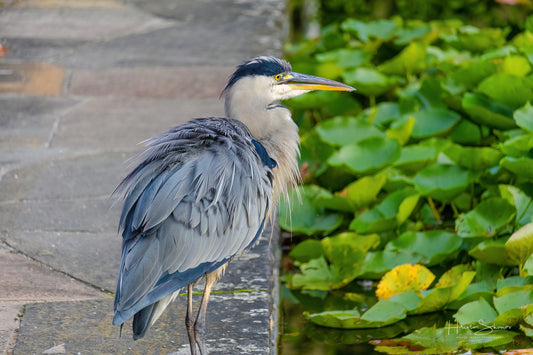 Grey Heron hunting for fish on pond