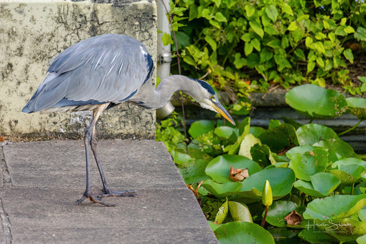 Grey Heron hunting for fish on pond