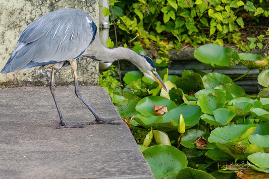 Grey Heron hunting for fish on pond