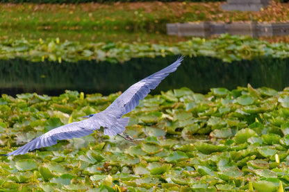 Grey Heron hunting for fish on pond