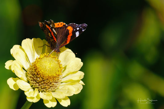Red Admiral butterfly on a flower