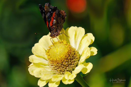 Red Admiral butterfly on a flower