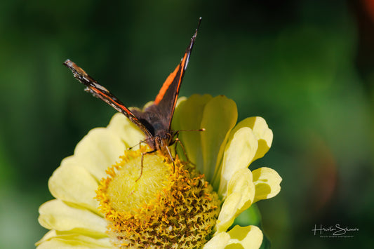 Red Admiral butterfly on a flower